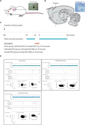 Electrophysiological Effects of Transcranial Direct Current Stimulation on Neural Activity in the Rat Motor Cortex